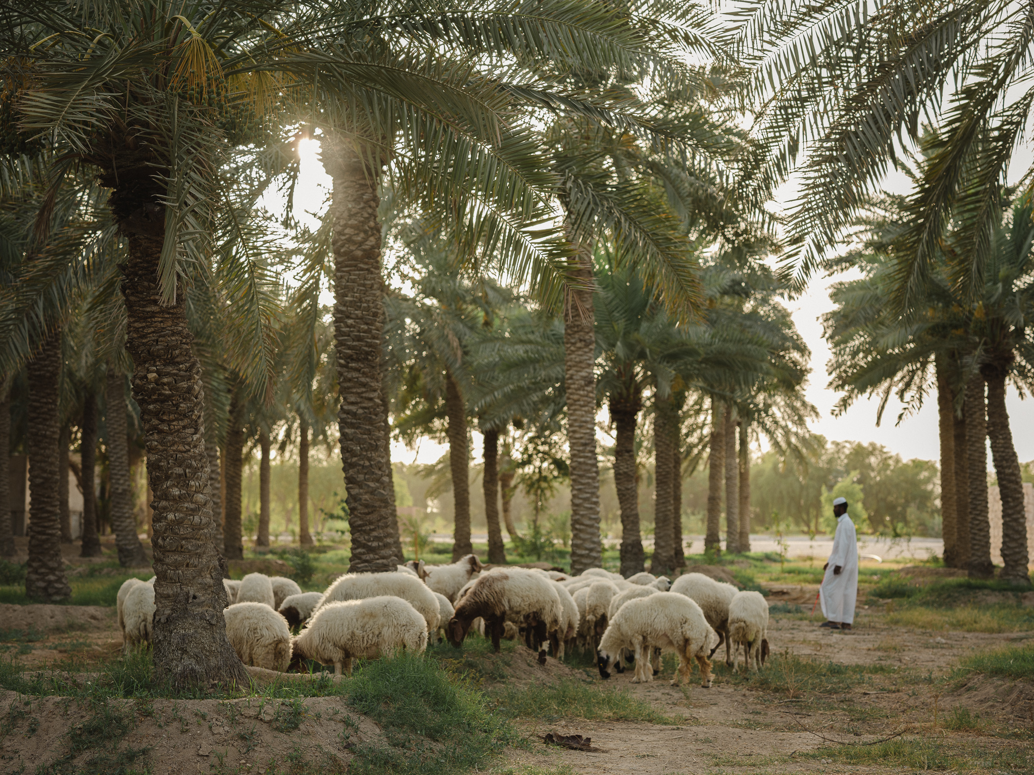 Conférence « AGRICULTURE et CLIMAT à l’heure de la COP28 : Quels défis et opportunités pour le Qatar ? »
